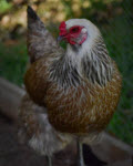 Ameraucana Chicken