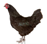 Black Australorp Chicken