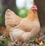 Buff Orpington Chicken