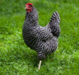 Plymouth Rock Chicken