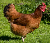 Rhode Island Red Chicken