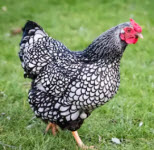 Wyandotte Chicken