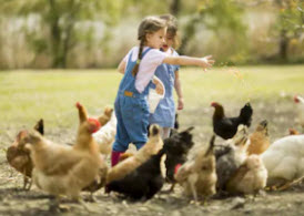 Girls feeding chickens