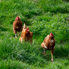 The Backyard Chicken Pecking Order