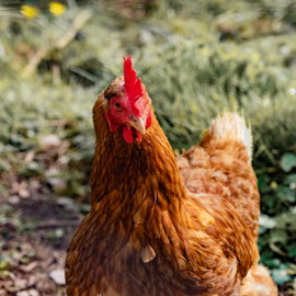 What Chicken Breed is Your Spirit Animal?