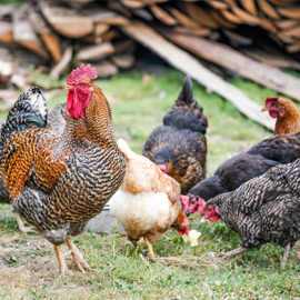 Chicken Feed: What Do Chickens Eat? You’ll Hardly Believe it