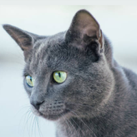 Everything You Didn’t Know About the Russian Blue Cat Breed