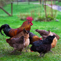 Want a Beautiful Brood of Bantam Chickens? Read This First