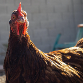 What You Didn’t Know About the Rhode Island Red Chicken